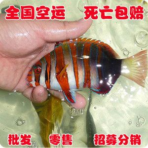 觀賞魚海魚貴嗎（海水觀賞魚價(jià)格比淡水觀賞魚稍高一些價(jià)格會(huì)比淡水觀賞魚稍高一些） 祥龍龍魚魚糧 第1張