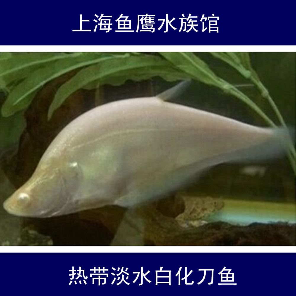 白化金刀魚（關(guān)于白化金刀魚的一些信息）