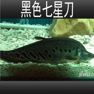 白化金刀魚（關(guān)于白化金刀魚的一些信息）