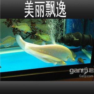 白化金刀魚（關(guān)于白化金刀魚的一些信息） 水族主題相關(guān) 第4張