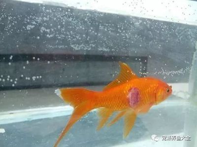 觀賞魚大白片需要下兩次嗎視頻教學(xué)（大白片使用方法和注意事項）