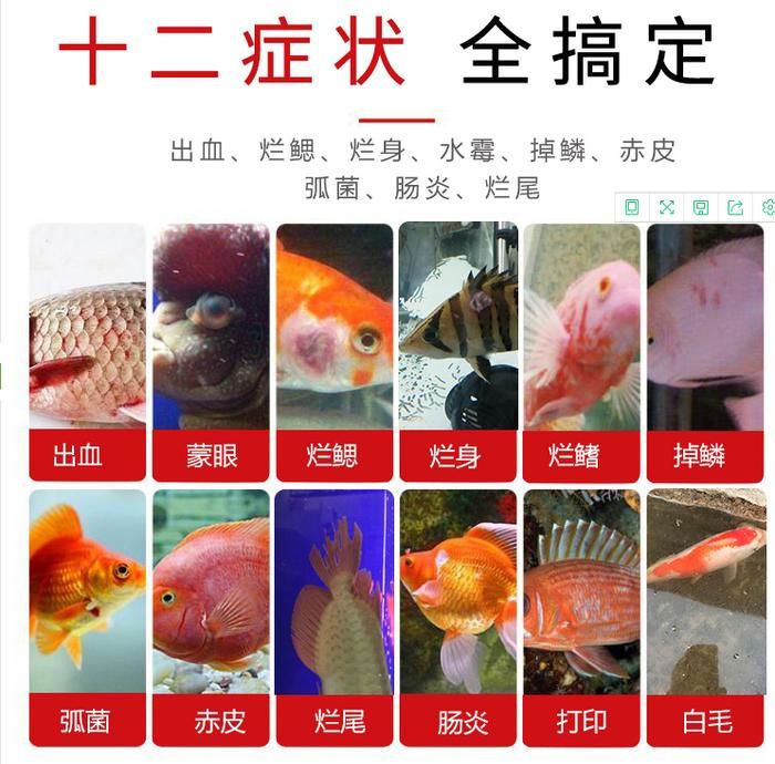 觀賞魚種類價(jià)格排名（觀賞魚養(yǎng)殖秘籍） 小型觀賞魚 第3張