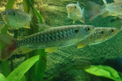 紅尾平克魚（南美洲的淡水生態(tài)紅尾平克魚是一種色彩美麗、適合觀賞魚類的魚類） 魟魚相關 第3張