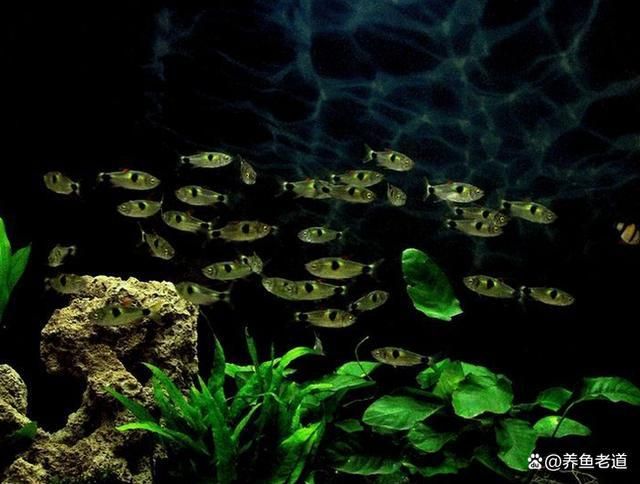 低溫小型觀賞魚（寒冷的冬季觀賞魚的飼養(yǎng)誤區(qū)和養(yǎng)護(hù)誤區(qū)） 藍(lán)帆三間魚 第3張