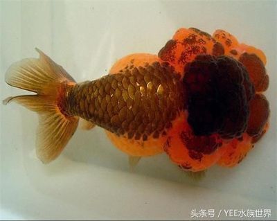 寵物觀賞魚有哪些品種的好（寵物觀賞魚的品種介紹，適合新手入門的觀賞魚品種） 其他寵物 第1張