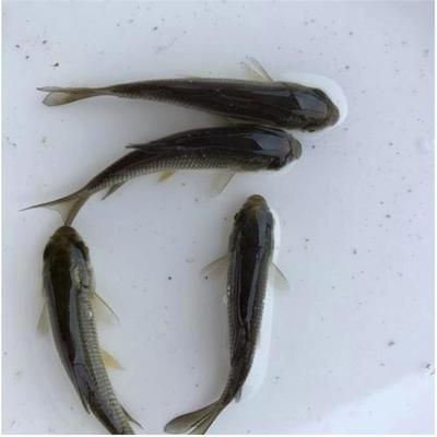 草魚(yú)觀賞魚(yú)養(yǎng)多久變紅色（草魚(yú)觀賞魚(yú)為什么會(huì)變紅？） 福滿(mǎn)鉆魚(yú) 第1張