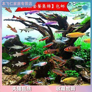 草缸好養(yǎng)的冷水觀賞魚(yú)（草缸適合養(yǎng)哪些冷水觀賞魚(yú)） 孵化器 第1張