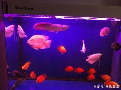 觀賞魚大魚自己死喂小魚嗎？（關(guān)于觀賞魚飼養(yǎng)的一些問題） 造景/裝飾 第1張