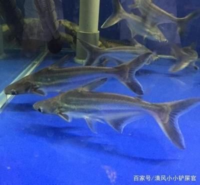 白鯊觀賞魚能長多大（白鯊觀賞魚最大生長大小可以達(dá)到25公斤以上） 廣州水族器材濾材批發(fā)市場 第3張