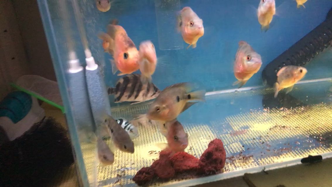 幫我看看這兩條虎魚值多少？（幫我看看這兩條虎魚值多少）