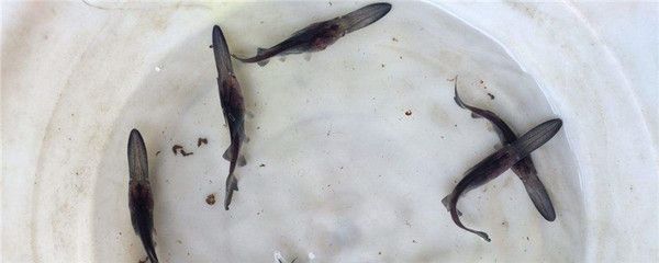 純白色觀賞魚可以吃嗎有毒嗎視頻（純白色觀賞魚可以食用嗎）