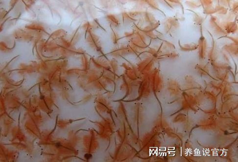 觀賞魚只喂豐年蝦不喂魚飼可以嗎（豐年蝦與魚蟲的區(qū)別，豐年蝦和魚蟲的區(qū)別是什么，觀賞魚的區(qū)別）