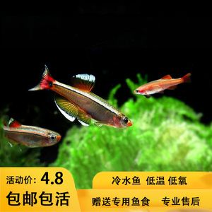 觀賞魚白云金絲怎么養(yǎng)好（白云金絲魚是一種皮實好養(yǎng)、性格溫順的觀賞魚的觀賞魚） 大嘴鯨魚 第2張