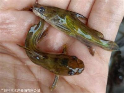 超雄黃顙魚苗（超雄黃顙魚苗是一種經(jīng)過特殊技術(shù)處理的高品質(zhì)魚苗）