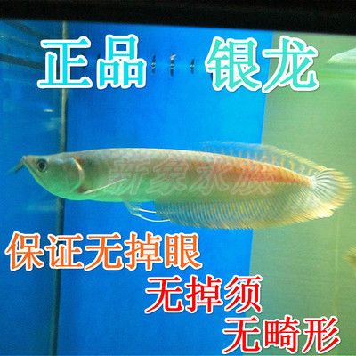 觀賞魚市場(chǎng)混養(yǎng)魚（混養(yǎng)觀賞魚的注意事項(xiàng)） 虎斑恐龍魚 第4張