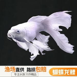 蝴蝶錦鯉魚多少錢一條（蝴蝶錦鯉魚價(jià)格在幾十元到幾十元到數(shù)十萬(wàn)不等）