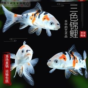 蝴蝶錦鯉魚多少錢一條（蝴蝶錦鯉魚價(jià)格在幾十元到幾十元到數(shù)十萬(wàn)不等）