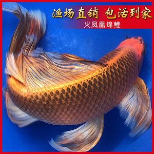 蝴蝶錦鯉魚多少錢一條（蝴蝶錦鯉魚價(jià)格在幾十元到幾十元到數(shù)十萬(wàn)不等）