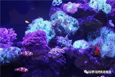 觀賞魚食物研究（全球觀賞魚市場的趨勢分析） 祥龍魚場品牌產(chǎn)品 第3張