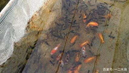 觀賞魚繁殖基地排名榜（“觀賞魚繁殖基地排名榜”，觀賞魚繁殖基地排名榜）