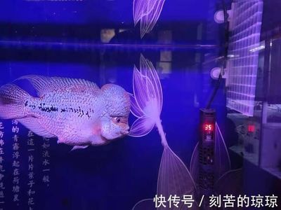 觀賞魚常備藥（觀賞魚用藥及其用途） 大正錦鯉魚 第3張