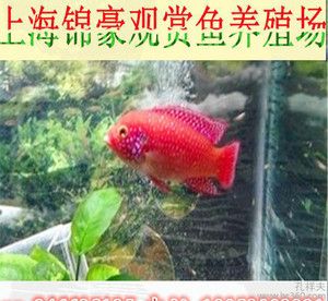 觀賞魚能混合養(yǎng)嗎怎么養(yǎng)（關(guān)于觀賞魚混養(yǎng)的基本原則和注意事項） 魚缸凈水劑 第4張