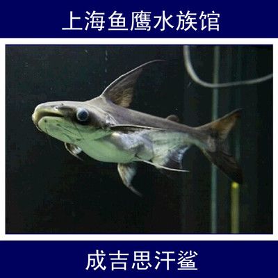 成吉思汗魚（成吉思汗魚是一種源自內(nèi)蒙古的特色菜肴） 量子養(yǎng)魚技術(shù) 第2張