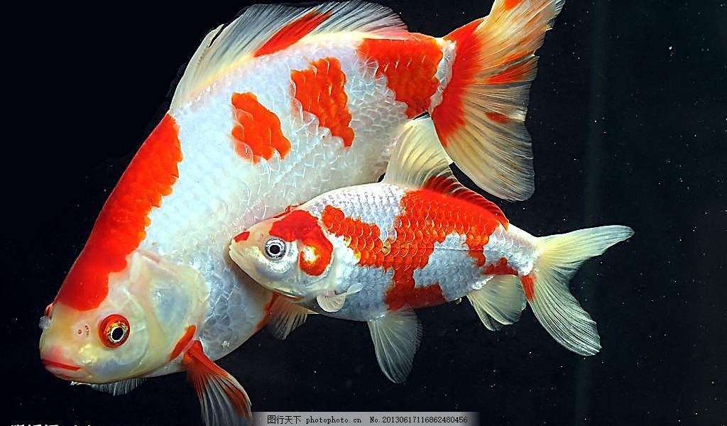 紅白魚（紅白魚與其他魚類的區(qū)別） 水族維護服務(wù)（上門） 第1張