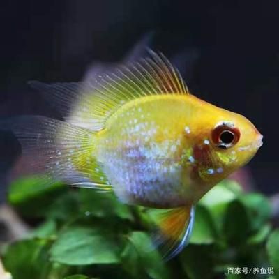 觀賞魚(yú)怕人是怎么回事?。ㄓ^賞魚(yú)為什么怕人）