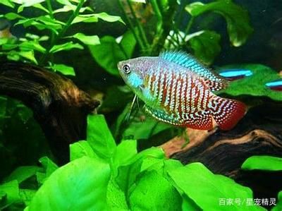 觀賞魚吐泡泡是什么意思（觀賞魚吐泡泡可能表示它們處于不同狀況中需要仔細(xì)觀察和處理） 水族維護(hù)服務(wù)（上門） 第4張