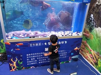 海缸觀賞魚展（如何在家中擁有一座夢(mèng)幻海缸） 觀賞蝦蟹等飼料 第1張