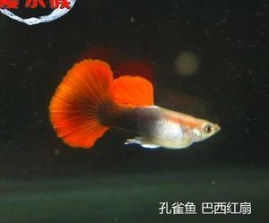 草缸中型觀賞魚（草缸觀賞魚的種類及其特點） 魚缸定做 第1張