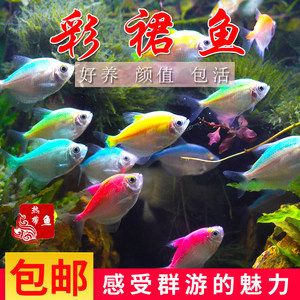 草缸中型觀賞魚（草缸觀賞魚的種類及其特點） 魚缸定做 第4張