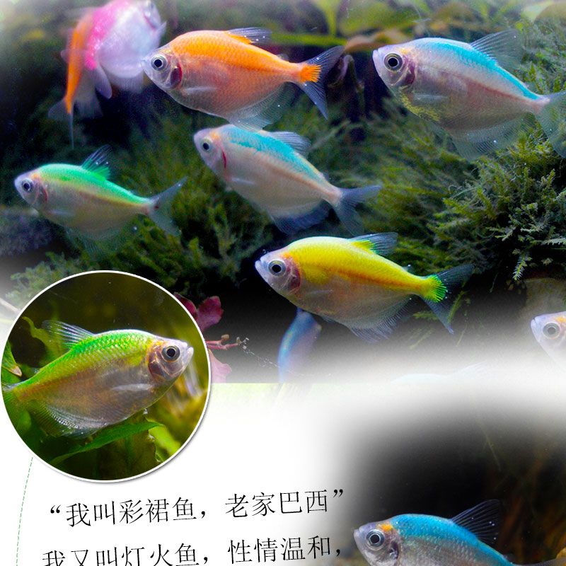 草缸中型觀賞魚（草缸觀賞魚的種類及其特點） 魚缸定做 第3張