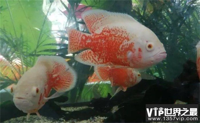 紅色的大型觀賞魚(yú)（什么是紅色的大型觀賞魚(yú)） 星座運(yùn)勢(shì) 第1張