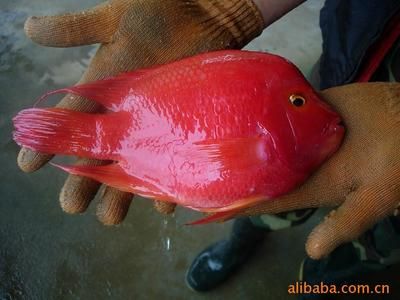 紅色的大型觀賞魚(yú)（什么是紅色的大型觀賞魚(yú)） 星座運(yùn)勢(shì) 第2張