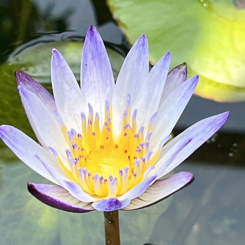 海爾芙拉睡蓮種魚缸里（如何讓海爾芙拉睡蓮在魚缸中健康生長(zhǎng)并開花） 胭脂孔雀龍魚 第4張