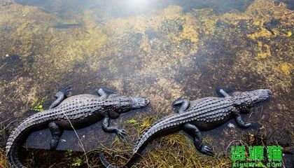 鱷魚是保護動物嗎（鱷魚是保護動物嗎？）