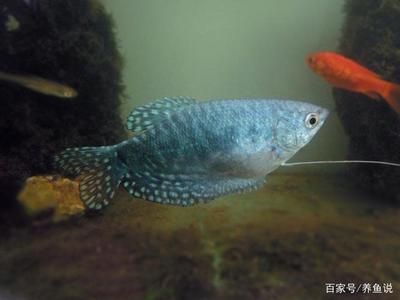 寵物魚(yú)觀賞魚(yú)哪個(gè)好養(yǎng)活（觀賞魚(yú)的種類及飼養(yǎng)難度） 三間鼠魚(yú) 第3張