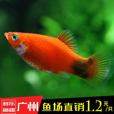 觀賞魚新手（養(yǎng)觀賞魚的基礎(chǔ)知識(shí)和技巧）