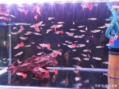 成群的觀賞魚（成群游動(dòng)的觀賞魚） 細(xì)線銀版魚 第1張