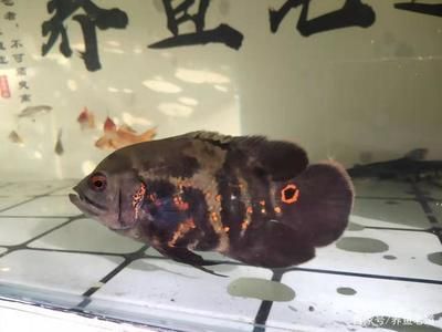 觀賞魚浮頭的原因（觀賞魚浮頭可能由多種原因引起觀賞魚浮頭的原因和預(yù)防） 網(wǎng)上購買觀賞魚 第3張