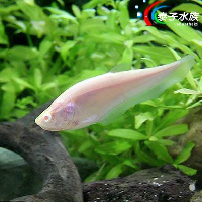 白化七星刀魚吃食視頻（對(duì)不起，由于搜索結(jié)果與您的問題時(shí)間與您的問題時(shí)間不符）