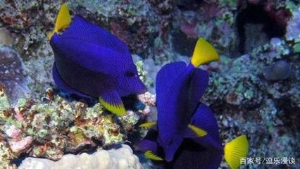 海水觀賞魚有哪些品種（海水觀賞魚的飼養(yǎng)技巧） 帝王血鉆魚 第3張