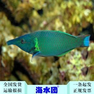 海水觀賞魚有哪些品種（海水觀賞魚的飼養(yǎng)技巧） 帝王血鉆魚 第4張