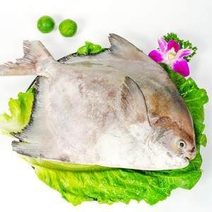 斗鯧魚（斗鯧魚的營(yíng)養(yǎng)解析）