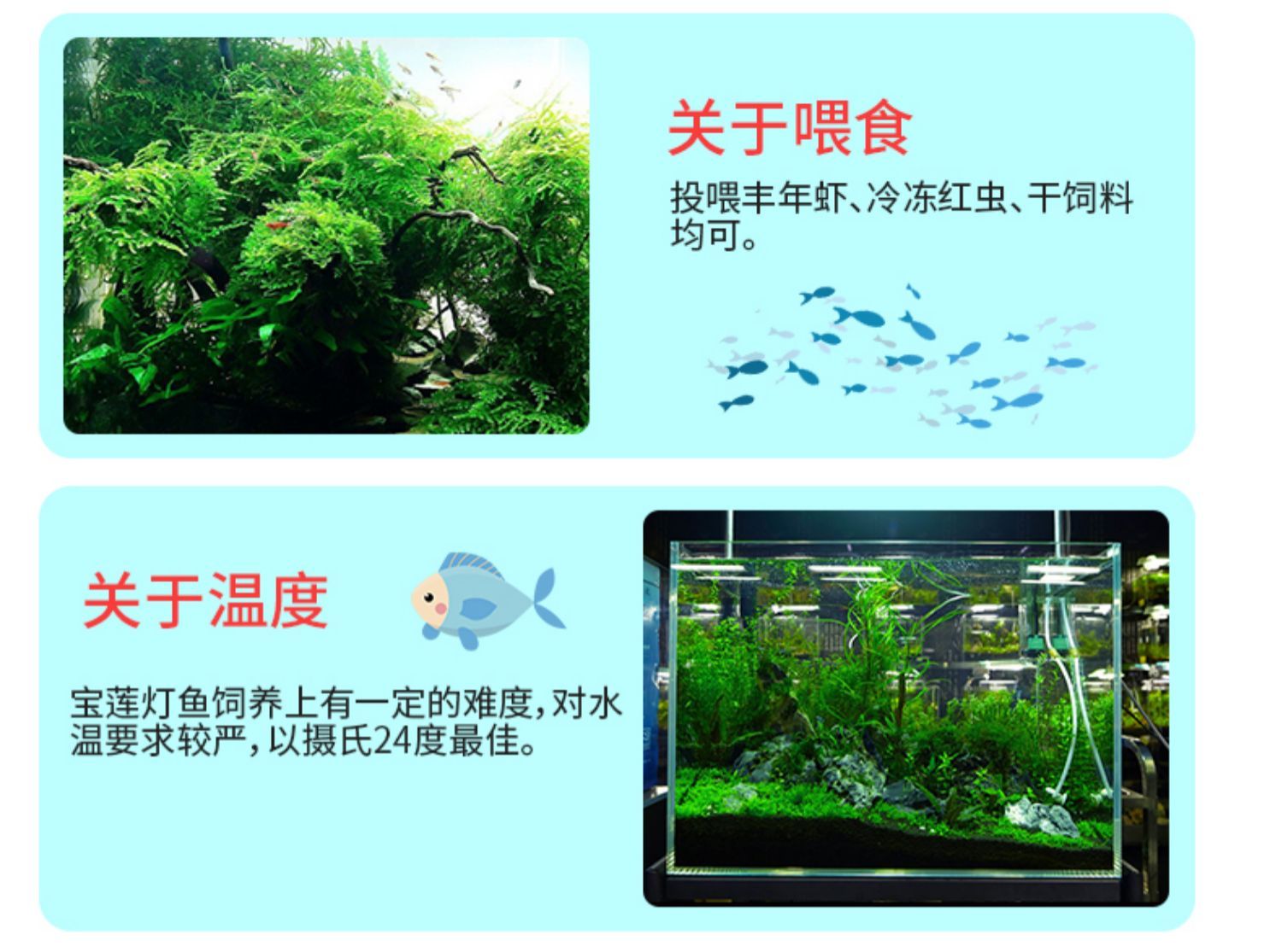 蝴蝶鯉魚缸能放水草嗎（蝴蝶鯉水草的種類與特性）