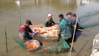 觀賞魚人工繁殖技術(shù)（了解觀賞魚繁殖中的遺傳學(xué)原理） 觀賞魚論壇 第1張