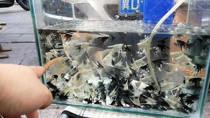 觀賞魚批發(fā)睞長尾燕魚（關(guān)于長尾燕魚的一些詳細(xì)信息）