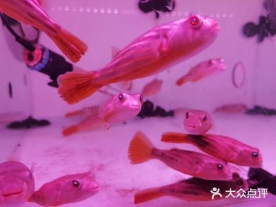 觀賞魚好賣嗎現(xiàn)在價格（觀賞魚價格信息：七彩神仙魚的養(yǎng)殖技巧七彩神仙魚養(yǎng)殖技巧） 祥龍魚場品牌產(chǎn)品 第3張